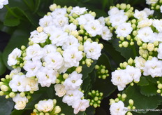 This is the Kalanchoë Diva-Els from the Calandiva serie. This one will be introduced officially at the IPM Essen coming january.